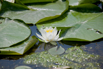 Water lilies floating atop broad green lily pads on the shore of a river.