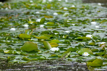 Water lilies floating atop broad green lily pads on the shore of a river.
