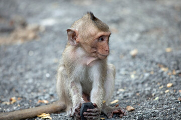 Obraz premium 可愛いサル