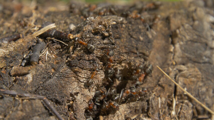 Ants in nature. Teamwork: Black and Red Ants on Wooden Surface with Stones. ants marching on a branch