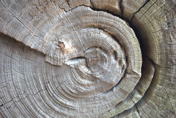 Naklejka premium End Grain Tree Stump