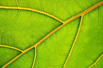 Fiddle leaf fig leaf backlit by sunlight shows cell and vein structure