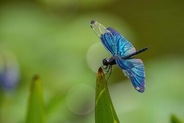 葉っぱにとまってくつろぐチョウトンボオス
