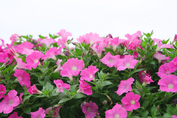 isolated pink flowers in the garden