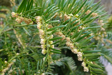 Closeup common yew, English yew, or European yew.