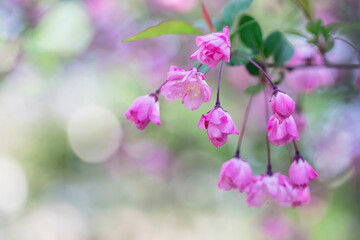branch with beautiful pink flowers