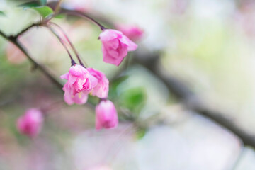 branch with beautiful pink flowers