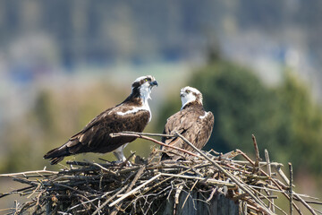 A pair of nesting osprey on their nest of sticks