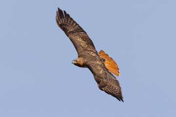 Top view of a red-tailed hawk flying, seen in the wild in  South Oregon