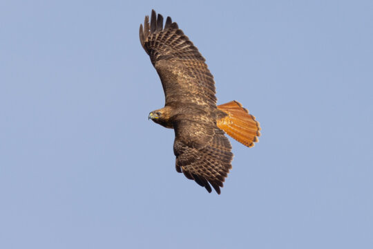 Top view of a red-tailed hawk flying, seen in the wild in  South Oregon