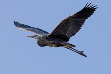 Great blue heron in beautiful light, seen in the wild in South Oregon