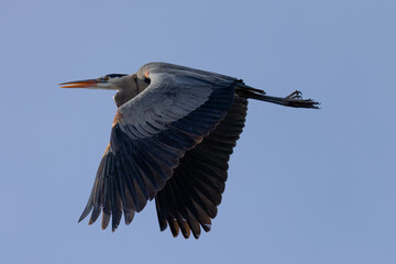 Great blue heron in beautiful light, seen in the wild in South Oregon