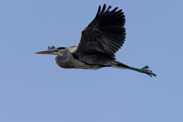 Obraz premium Great blue heron in beautiful light, seen in the wild in South Oregon