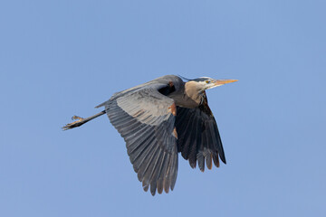 Great blue heron in beautiful light, seen in the wild in South Oregon