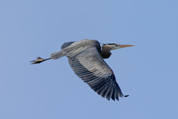 Great blue heron in beautiful light, seen in the wild in South Oregon