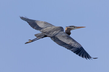 Obraz premium Great blue heron in beautiful light, seen in the wild in South Oregon