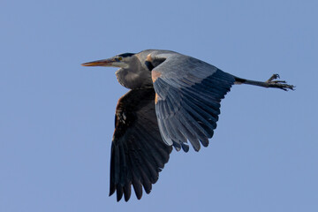 Obraz premium Great blue heron in beautiful light, seen in the wild in South Oregon