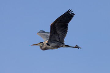 Great blue heron in beautiful light, seen in the wild in South Oregon
