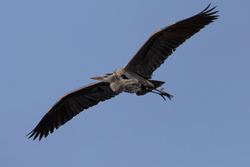 Great blue heron in beautiful light, seen in the wild in South Oregon