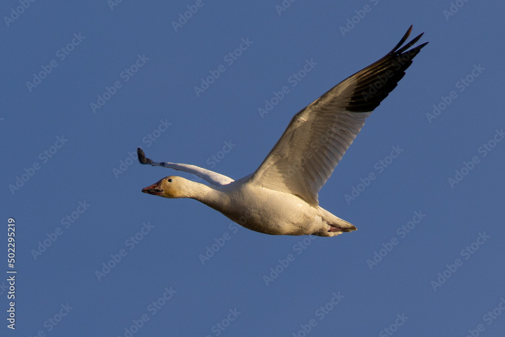 Canvas Prints Close view of a snow goose flying in beautiful light, seen in the wild in South Oregon