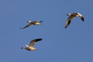 Close view of a snow geese flying in beautiful light, seen in the wild in South Oregon