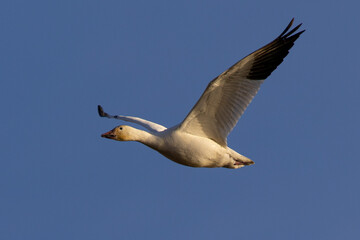 Close view of a snow goose flying in beautiful light, seen in the wild in South Oregon