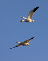 Close view of a snow geese flying in beautiful light, seen in the wild in South Oregon