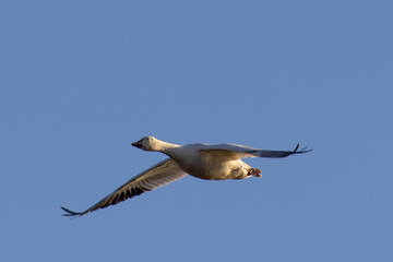 Fototapeta na wymiar Close view of a snow goose flying in beautiful light, seen in the wild in South Oregon