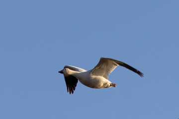 Close view of a snow goose flying in beautiful light, seen in the wild in South Oregon