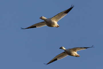 Close view of a snow geese flying in beautiful light, seen in the wild in South Oregon