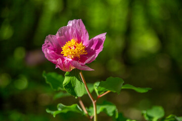 Peonies.