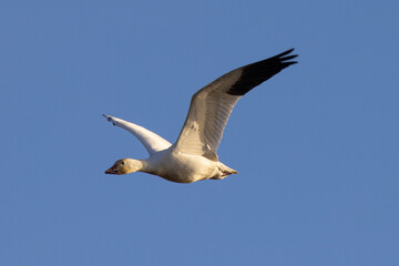 Fototapeta na wymiar Close view of a snow goose flying in beautiful light, seen in the wild in South Oregon