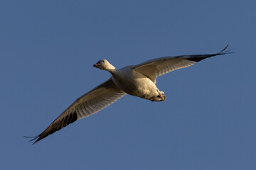 Close view of a snow goose flying in beautiful light, seen in the wild in South Oregon
