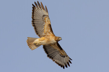 Bottom view of a red-tailed hawk flying, seen in the wild in  North California 