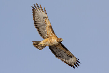 Bottom view of a red-tailed hawk flying, seen in the wild in  North California 