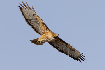 Bottom view of a red-tailed hawk flying, seen in the wild in  North California 