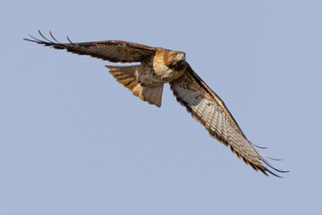 Frontal view of a red-tailed hawk flying, seen in the wild in  North California 