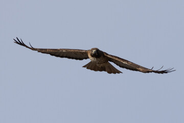Frontal view of a red-tailed hawk flying, seen in the wild in  North California 