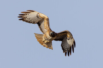 Frontal view of a red-tailed hawk flying, seen in the wild in  North California 