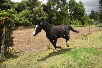 two horses on a meadow