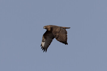 Side view of a red-tailed hawk flying, seen in the wild in  North California
