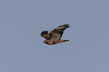 Side view of a red-tailed hawk flying, seen in the wild in  North California