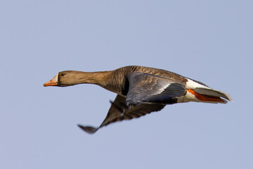 Greater White-fronted Goose flying, seen in South Oregon