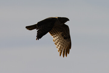 Side view of a red-tailed hawk flying, seen in the wild in  North California