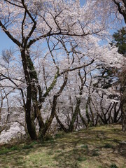 青空の下の桜の木