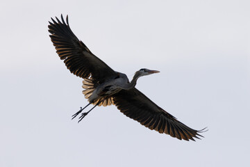 Great blue heron flying, seen in the wild in South Oregon