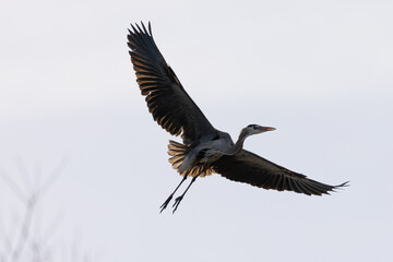 Great blue heron flying, seen in the wild in South Oregon