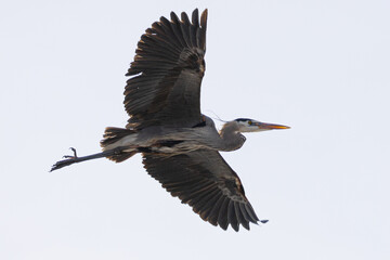 Great blue heron flying, seen in the wild in South Oregon