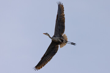Obraz premium Great blue heron flying, seen in the wild in South Oregon