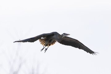 Great blue heron flying, seen in the wild in South Oregon